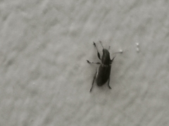Sitona lepidus