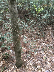 Toxicodendron vernix