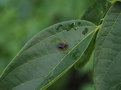 Paroplapoderus tristoides