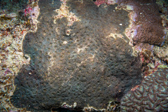 Acanthastrea