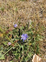 Cichorium intybus