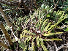 Blechnum durum