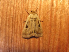 Pseudohermonassa flavotincta