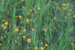 Ranunculus propinquus