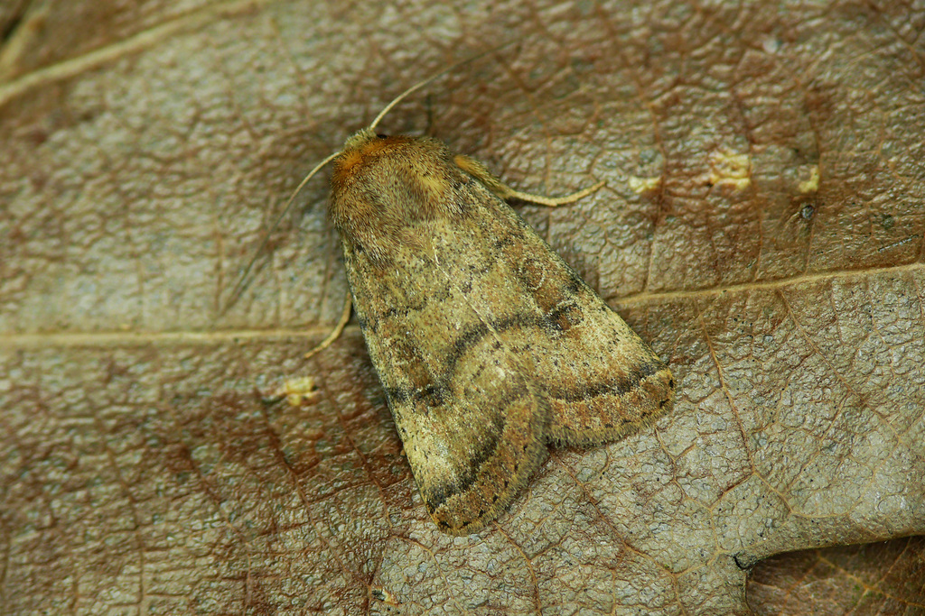 Hoplodrina alsinides
