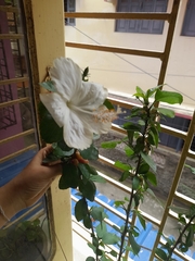 Hibiscus rosa-sinensis