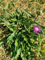 Centaurea jacea