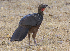 Penelope ochrogaster