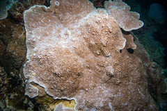 Montipora danae