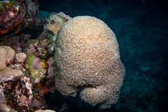 Physogyra lichtensteini