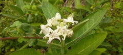 Calotropis gigantea