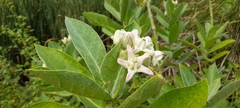 Calotropis gigantea