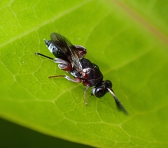Chalcididae