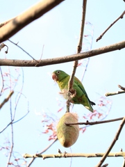 Brotogeris jugularis