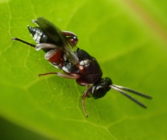 Chalcididae