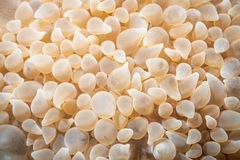 Physogyra lichtensteini