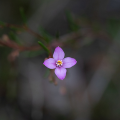 Boronia filifolia