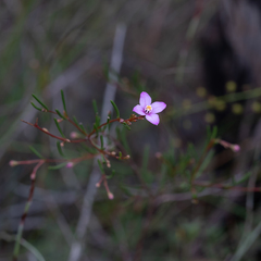 Boronia filifolia