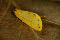 Setina irrorella