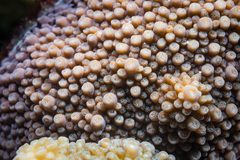 Acropora robusta