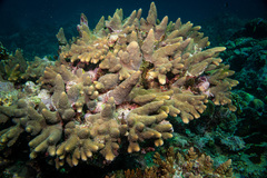 Acropora robusta