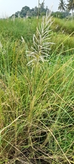 Poaceae