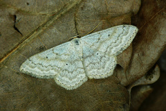 Scopula incanata