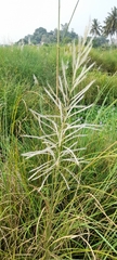 Poaceae