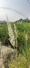 Poaceae