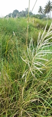 Poaceae