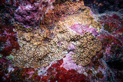 Leptoseris incrustans