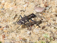 Cicindela sylvatica