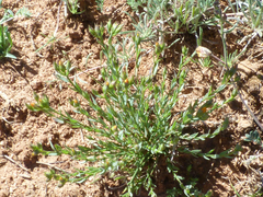 Linum macraei