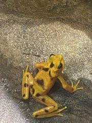 Atelopus zeteki