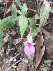 Impatiens arguta