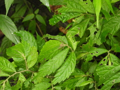 Hamadruas hieroglyphica