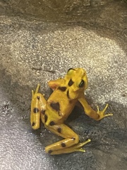 Atelopus zeteki