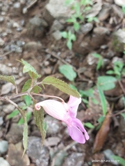 Impatiens arguta