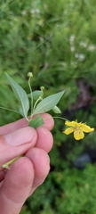 Lysimachia lanceolata
