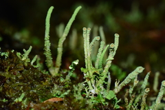 Cladonia rigida