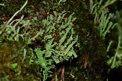 Cladonia rigida