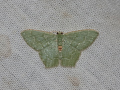 Hemithea marina