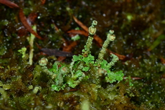 Cladonia rigida