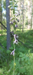 Delphinium crassifolium