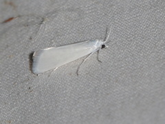 Schoenobiinae
