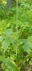 Delphinium crassifolium