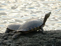 Trachemys venusta
