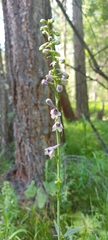 Delphinium crassifolium