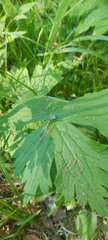 Delphinium crassifolium