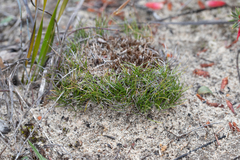 Schoenus breviculmis